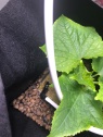 Close-up of one of the plants in the vine-crop system showing clay pellets and rock wool as the growing mediums